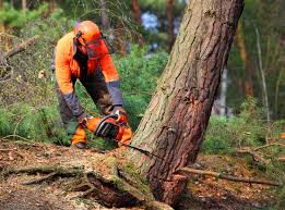 Best Lawn Drainage Solutions  in Ocilla, GA